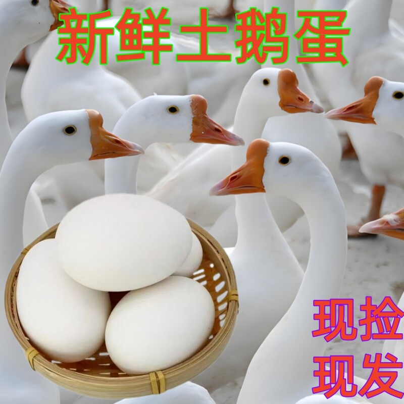 农家散养土鹅蛋新鲜生态鹅蛋现捡现发孕妇宝宝大鹅蛋营养健康