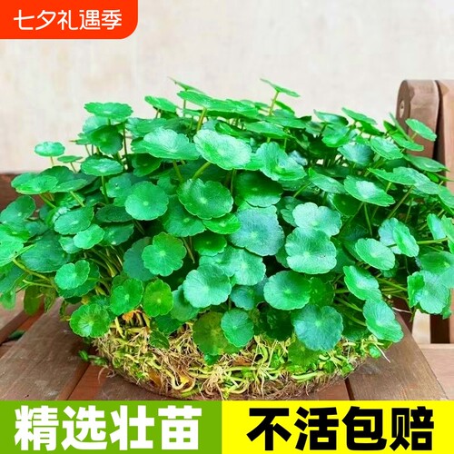 茂盛带叶铜钱草包成活