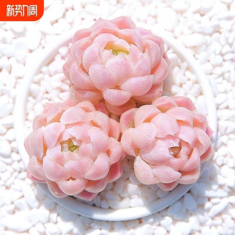 【新店】月影女神阿尔巴多头群生多肉植物花卉盆栽稀有办公室阳台