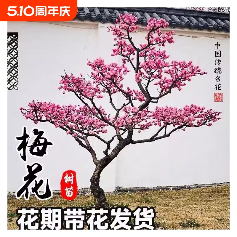 梅花树苗庭院盆栽室外耐寒冬梅红梅腊梅浓香地栽盆景四季花卉植物