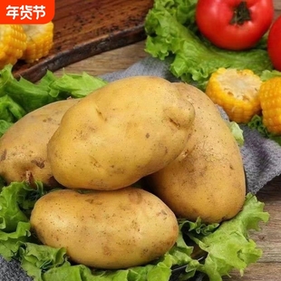 重庆土豆粉面软糯烧洋芋压洋芋菜土豆泥新鲜马铃薯煮汤炒菜土豆丝