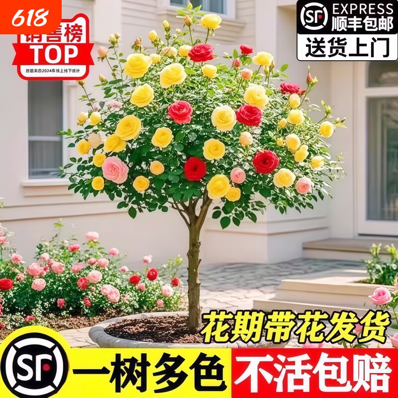 树桩月季花苗特大花浓香玫瑰老桩阳台庭院耐寒树状棒棒糖室外盆栽