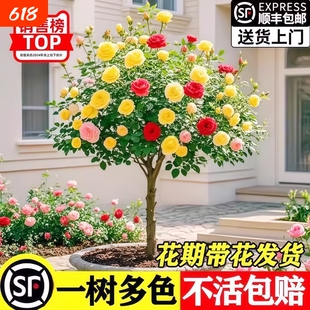 树桩月季花苗特大花浓香玫瑰老桩阳台庭院耐寒树状棒棒糖室外盆栽