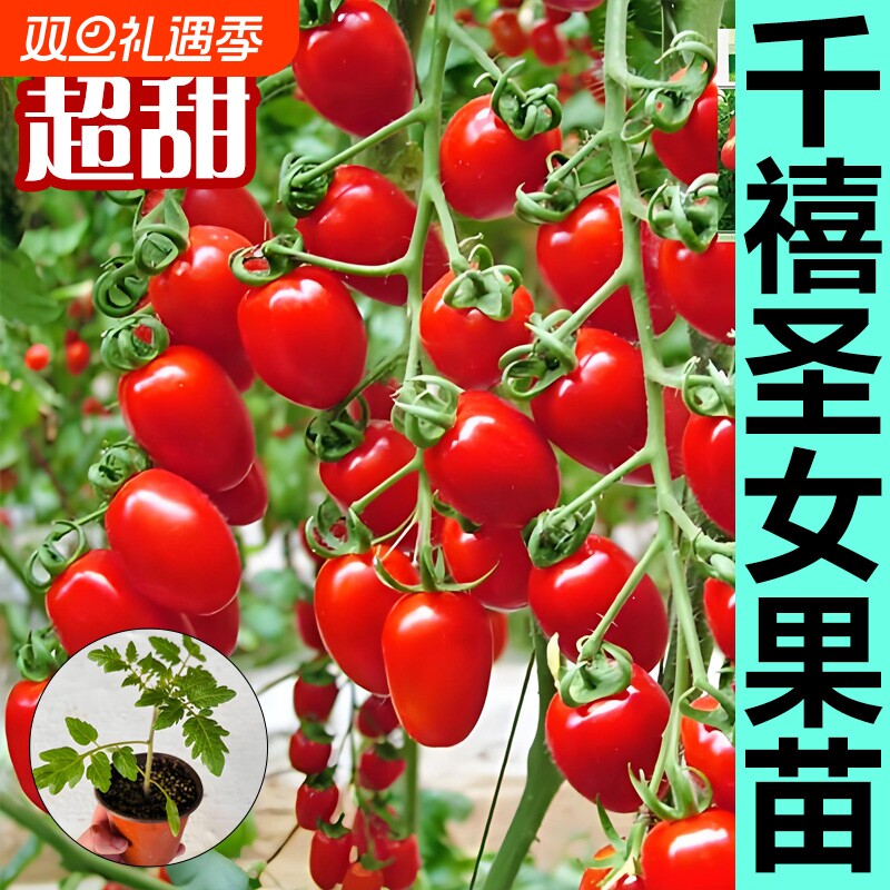 青口蜜千禧圣女果番茄苗阳台种植超甜樱桃小番茄苗西红柿盆栽