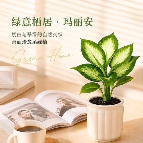 玛丽安万年青盆栽室内绿植