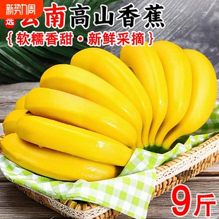包邮 正宗高山大香蕉当季 新鲜水果青皮香蕉现摘香甜需催熟甜蕉甜