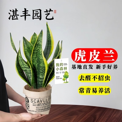 虎皮兰绿植客厅小盆栽水培植物