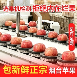 烟台红富士苹果应当季新鲜水果整箱山东栖霞冰糖心丑平果整箱包邮