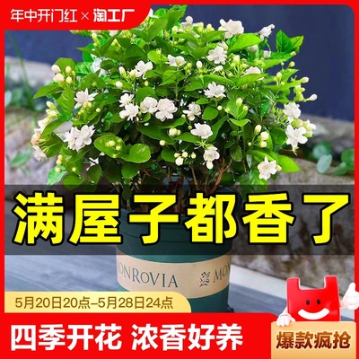 茉莉花苗盆栽水培带花苞九里香栀子花卉绿植物四季开花室内鲜花