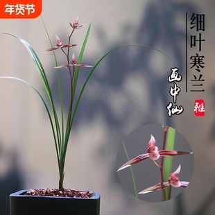 浙江细叶寒兰名贵兰花苗画中仙冬带花苞室内花卉绿植盆栽客厅品种