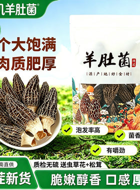 云南头茬新货特级野生有机羊肚菌