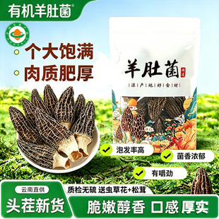 云南羊肚菌头茬干货煲汤个大肥厚有嚼劲袋装野生菌子美味健康松茸