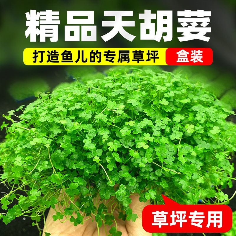 天胡荽水草鱼缸造景净化水质