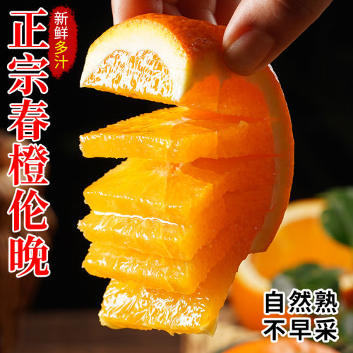 秭归伦晚春橙新鲜水果现摘