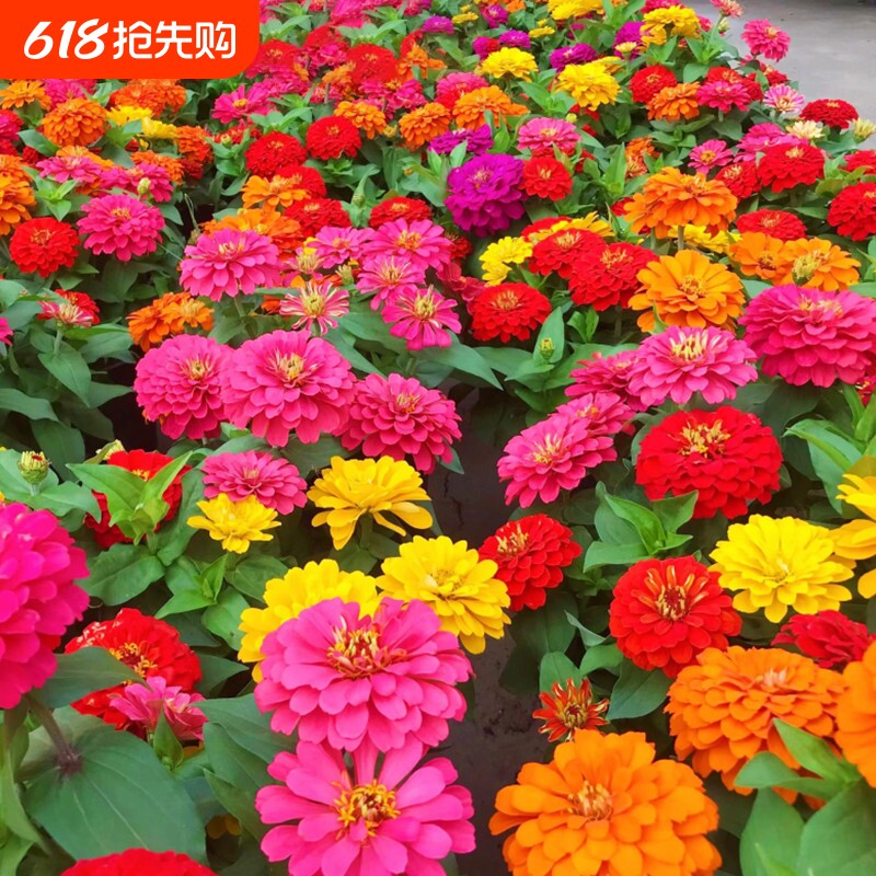 百日草花籽四季开花百日菊种子盆栽野花组合花种籽子播种庭院重瓣
