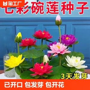 莲子水培植物室内好养种子籽碗莲荷花盆栽客厅睡莲四季开花卉水养