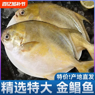 新鲜金鲳鱼生鲜冷冻金昌鱼深海鱼鲳鱼海鲜大鲳鱼水产批发年货节