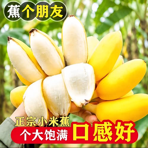 广西小米蕉芭蕉薄皮香蕉甜糯软糯香甜无添加无催熟剂自然熟各地