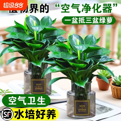 绿萝公主盆栽带花苞|千人加购