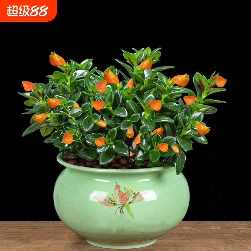 好养金鱼花吊兰盆栽四季吸甲醛室内绿植花卉多肉植物小金鱼客厅
