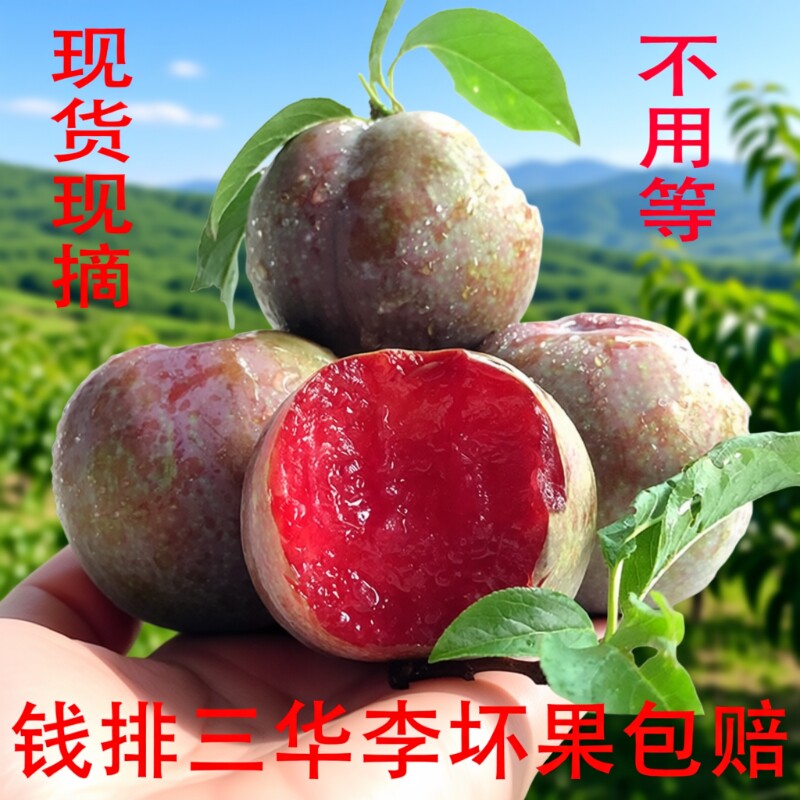 李子顺丰】钱排三华李新鲜5斤银妃红心酸脆孕妇水果当季现摘包邮