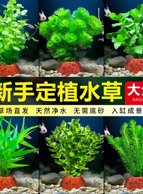 鱼缸火山石水草植物真草绿菊蜈蚣草水榕阴性新手水草造景净化水质