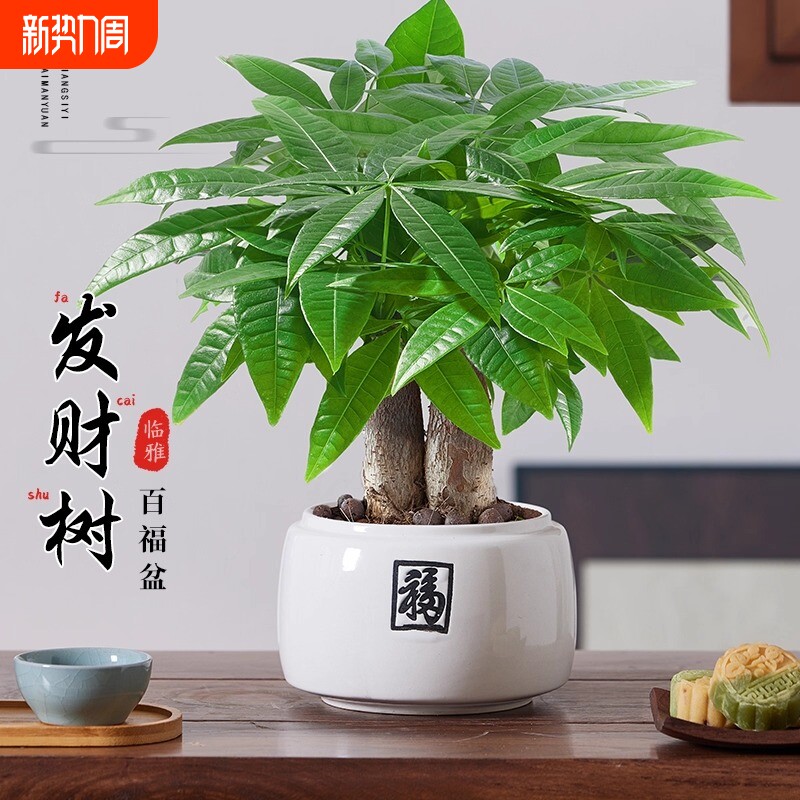 发财树小盆栽2025新款盆景客厅大盆栽办公室桌面绿植花卉盆栽植物