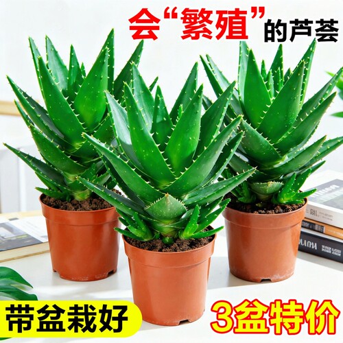 芦荟盆栽室内多肉植物办公桌绿植大盆客厅水培好养花卉小盆景阳台