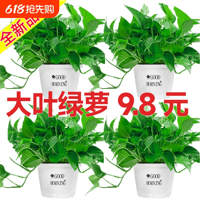 绿萝盆栽室内好养客厅净化空气花卉大叶大盆绿箩除甲醛绿植办公室
