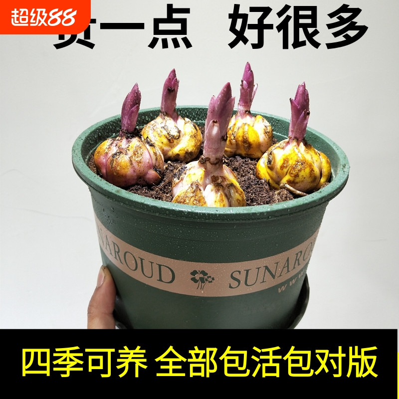 香水百合种球四季开花盆栽带花苞进口重瓣百合花球种子花苗鲜花卉