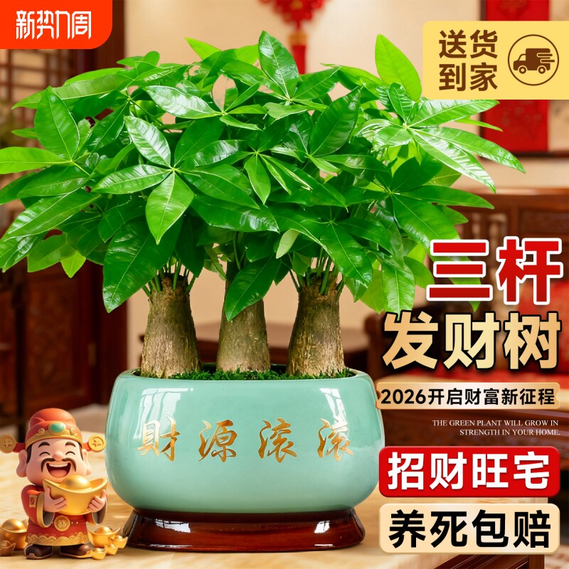 三杆发财树小盆栽办公室绿植桌面室内植物四季常青招财树好养送礼