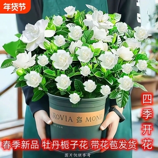 栀子花带花苞室内绿植盆栽水培花卉大全四季开花除甲醛客厅摆放
