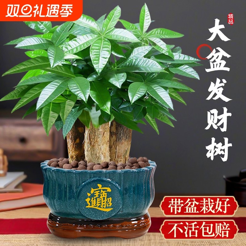 发财树小盆栽客厅盆景办公室内桌面旺宅绿植开业送礼四季常青好养