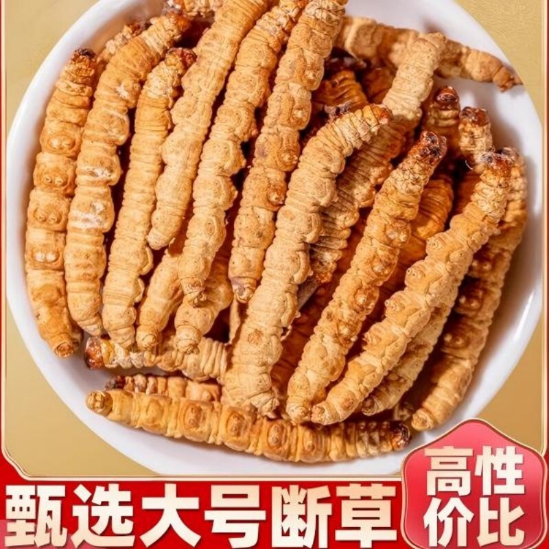 冬虫夏草虫肉节断草断虫草送父母长辈送礼补品头期滋补冬虫草