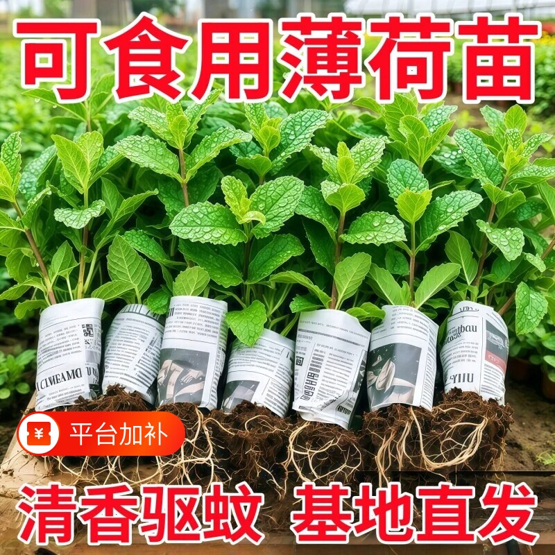 薄荷秧苗可食用室内植物盆栽水培柠檬薄荷叶迷迭香驱蚊草绿植好养