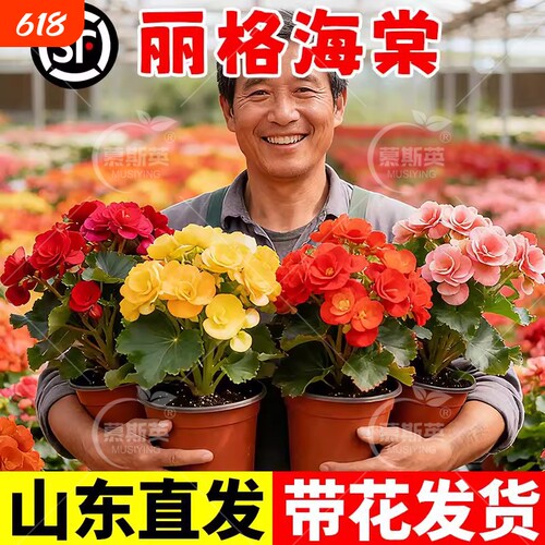 重瓣大花丽格海棠花盆栽带花苞开花玻璃海棠室内阳台花卉鲜花品种