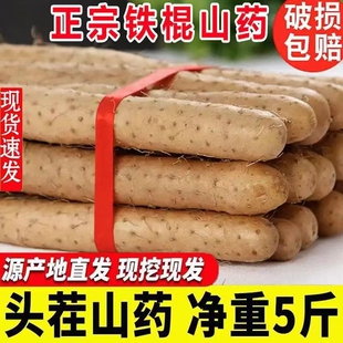 正宗河北原產鐵棍山藥新鮮鐵桿淮山藥農家蔬菜5斤批發 鮮山藥 包郵