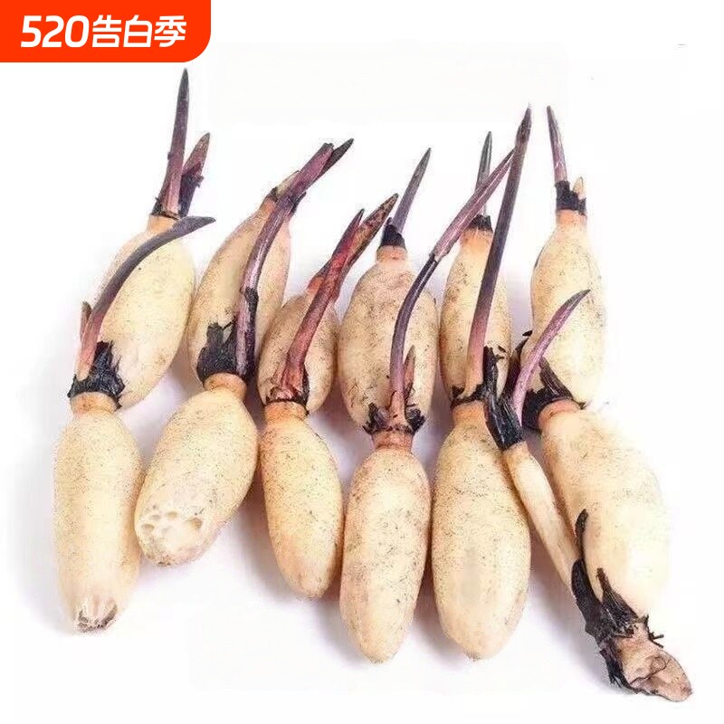 大型高产观赏型可食用莲藕种苗盆栽池塘种植菜藕苗荷花水养莲藕苗