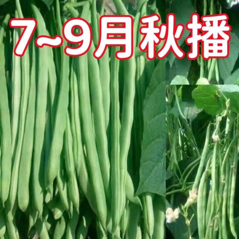 无筋四季豆种子高产早熟爬藤芸豆角种籽秋播红花四季架豆种子