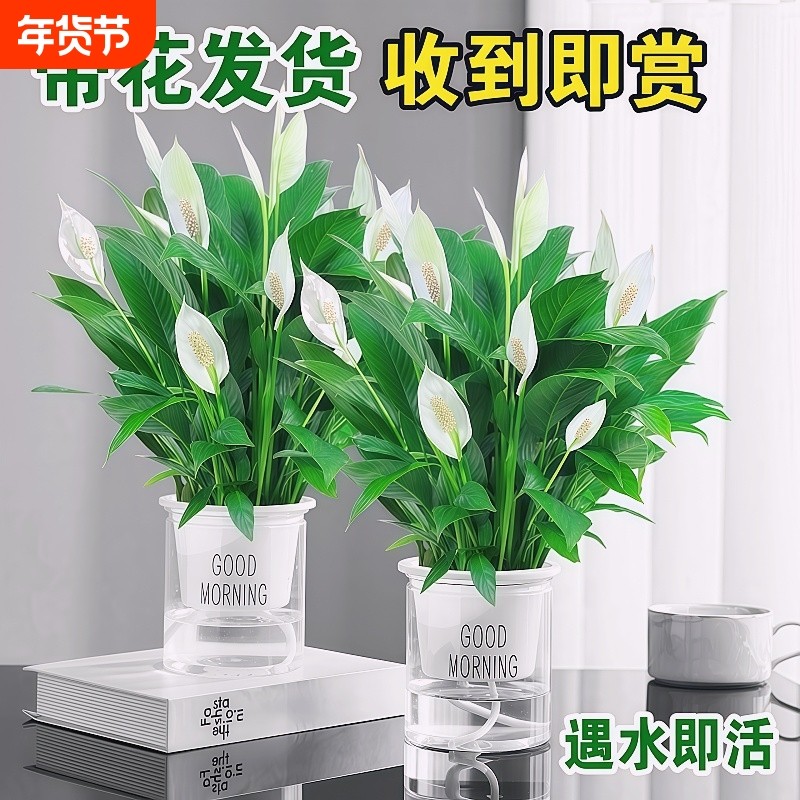 白掌绿植水培盆栽风顺绿萝箩花卉植物室内花红掌发财树吸甲醛客厅