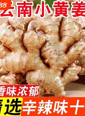 正宗云南小黄姜生姜老姜批发高山现挖农家自种土姜整块食用精选