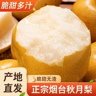 正宗秋月梨山东莱阳特产冰糖羊脂梨子新鲜水果脆甜多汁产地发货