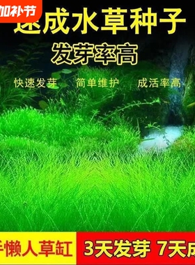 四季水草种子鱼缸造景景观淡水植物大对叶牛毛草小对叶砂石种植