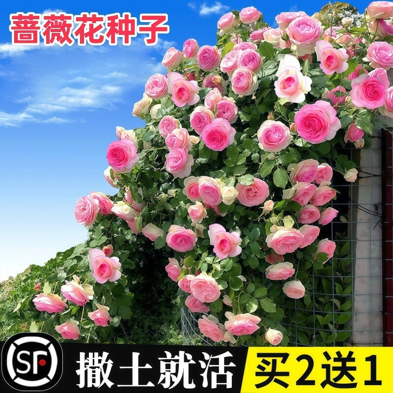 蔷薇花种子种籽子室外播种花籽爬墙植物四季开花卉庭院爬藤月季花