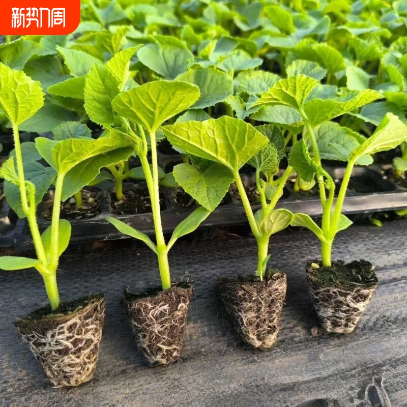 超甜羊角蜜甜瓜秧苗超甜羊角苗脆酥薄皮香瓜苗蔬菜瓜果种苗盆栽