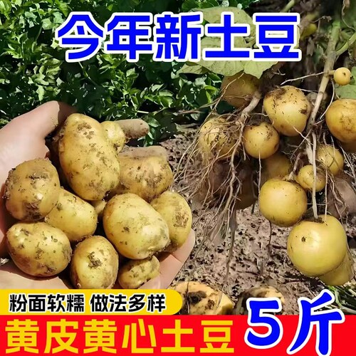 恩施小土豆农家自种现挖