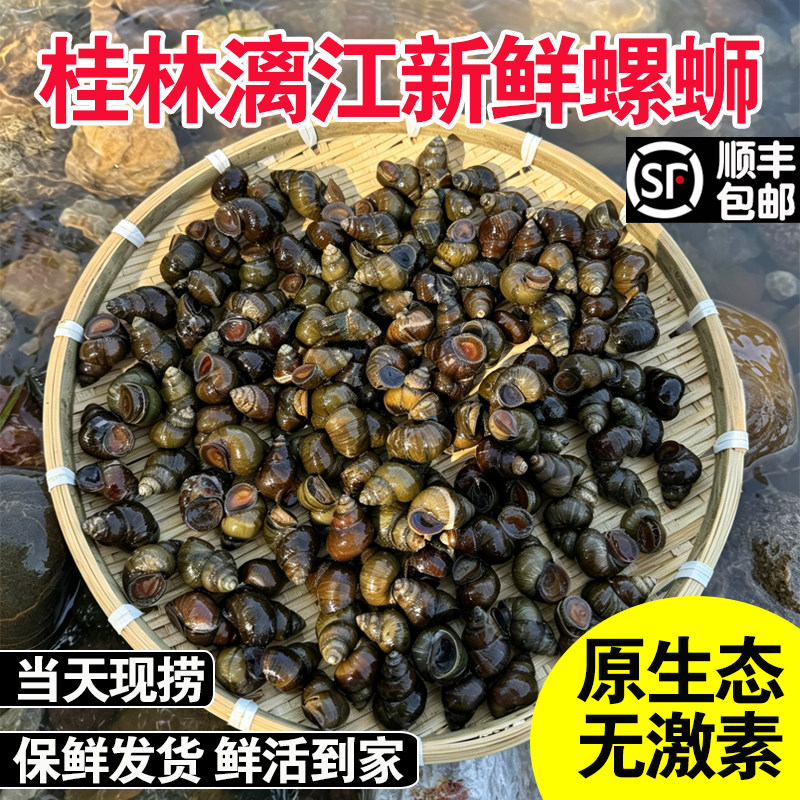 广西桂林漓江鲜活田螺泥螺山坑新鲜清水螺蛳石螺丝批发大号特本地