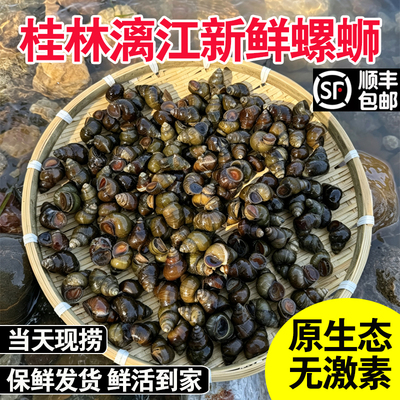 广西桂林漓江鲜活田螺泥螺山坑新鲜清水螺蛳石螺丝批发大号特本地