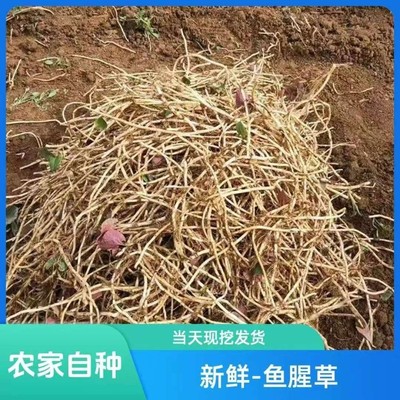 鲜香脆嫩折耳根新鲜蔬菜鱼腥草现挖带泥侧耳根根猪鼻孔节节根