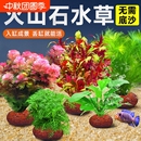 火山石水草植物魚缸造景真草水培蜈蚣草水榕陰性綠菊凈化水質套餐